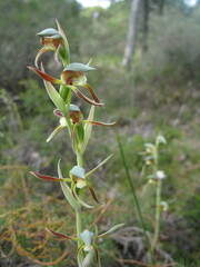 Lyperanthus serratus