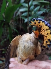 Onychorhynchus coronatus