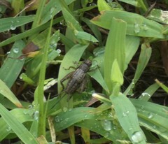 Allonemobius fasciatus