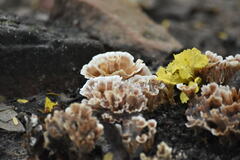 Podoscypha petalodes