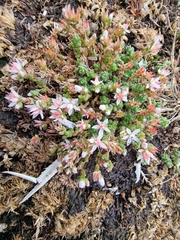 Sedum anglicum