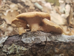 Neolentinus