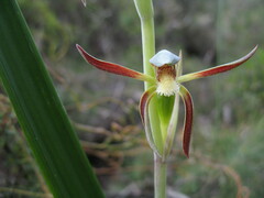 Lyperanthus serratus