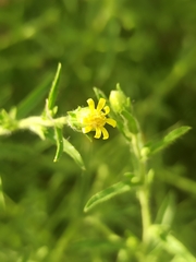 Dittrichia graveolens