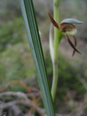 Lyperanthus serratus