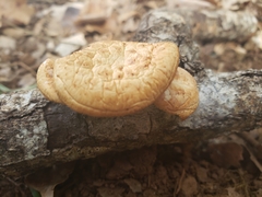 Neolentinus