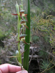 Lyperanthus serratus