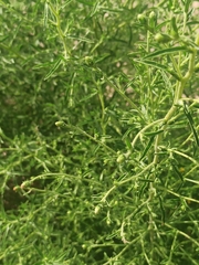 Dittrichia graveolens