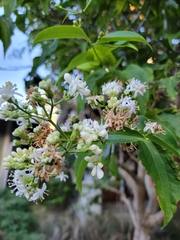 Vallesia glabra