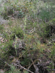 Lyperanthus serratus