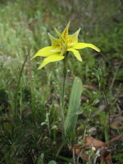 Caladenia flava flava