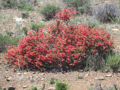 Hermannia grandiflora