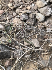 Cylindropuntia