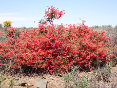 Hermannia grandiflora