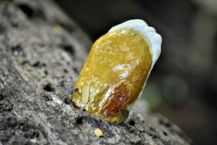 Microporus xanthopus