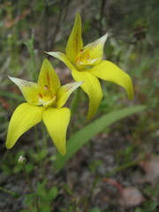 Caladenia flava flava