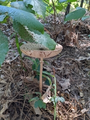 Macrolepiota