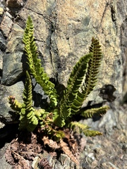 Polystichum kruckebergii