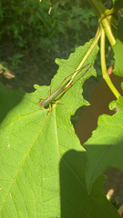 Orchelimum pulchellum