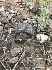 Cylindropuntia
