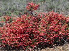 Hermannia grandiflora