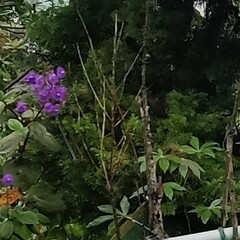 Pleroma heteromallum