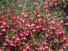 Hermannia grandiflora
