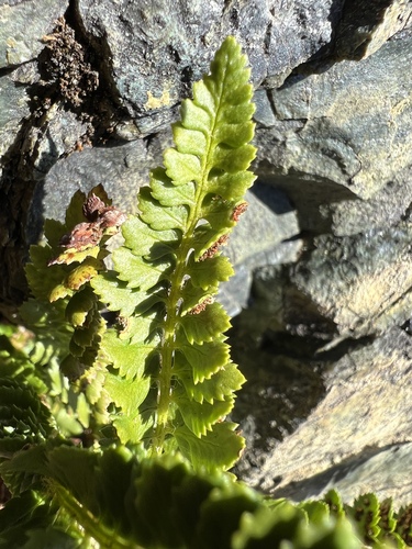 Image of Polystichum kruckebergii by no rights reserved
