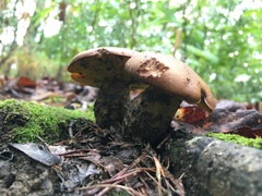 Pseudoboletus parasiticus