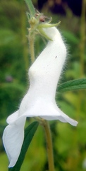 Sesamum indicum