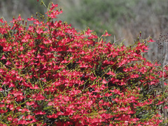 Hermannia grandiflora