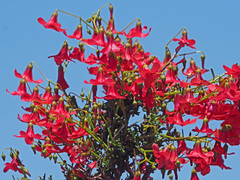 Hermannia grandiflora