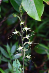 Habenaria multicaudata