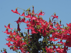 Hermannia grandiflora