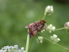 Panemeria tenebrata