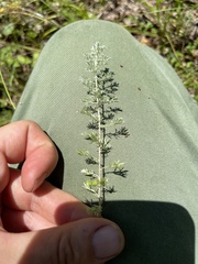 Artemisia frigida