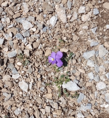 Viola