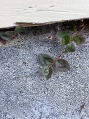 Persicaria capitata