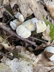 Entoloma abortivum