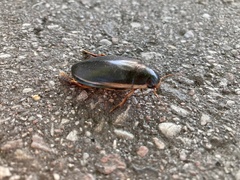 Cybister lateralimarginalis