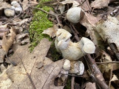 Entoloma abortivum