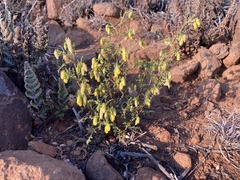 Hermannia cuneifolia