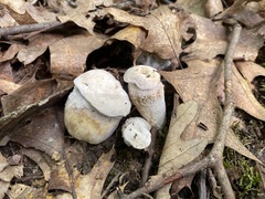 Entoloma abortivum