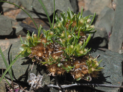 Ifloga glomerata