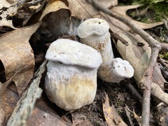Entoloma abortivum