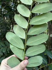 Simarouba glauca