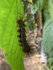 Saturniidae
