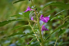Impatiens balsamina