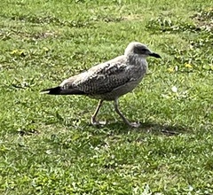 Larus argentatus