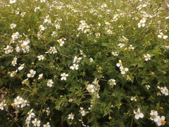 Bidens odorata
